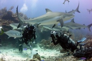 roatan-shark-dive
