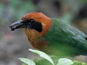 ecu2-001rufous motmot
