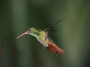 ecu2-002rufoustailed hummingbird2