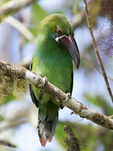 ecu2-007redrumped toucanet2