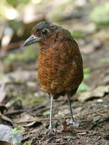 ecu2-024reuzenmierpitta