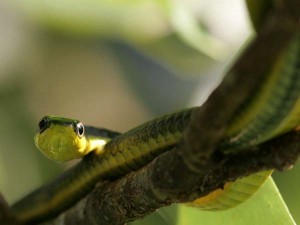 A-063-LJ4H9829Treesnake
