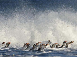 F021_LJ4H8936_gentooslanding