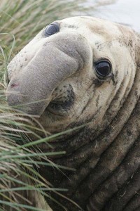 F057_LJ4H9895_zeeolifant