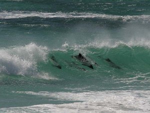 F102_LJ4H2146_commersondolphins