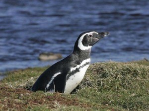 F111_LJ4H9575_magelanicpenguin