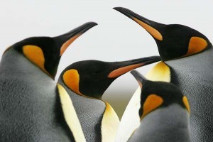 F125_LJ4H2430_kingpenguins