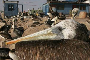 LJ4H6384_peruvianpelican