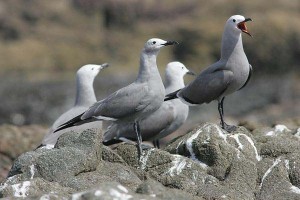 LJ4H6553_greygull