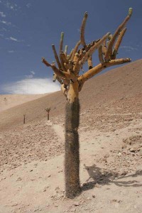 LJ4H6826_candelabrocactus