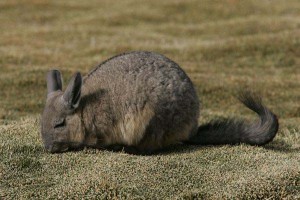 LJ4H6922_viscacha