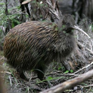 NZ055-LJ4H4585