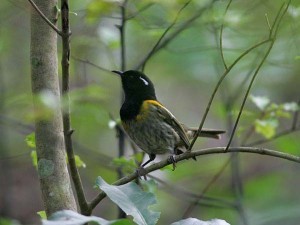 NZ095-LJ4H8722