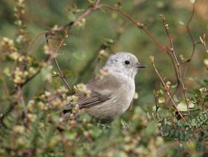 NZ096-LJ4H8727