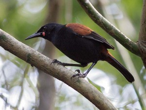 NZ097LJ4H8952