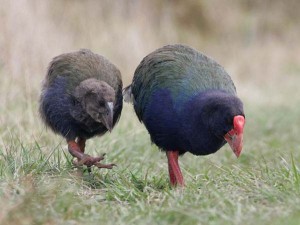 NZ098-LJ4H8751takahe
