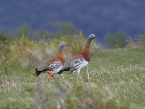 P022-LJ4H3379_ashuheadedgoose