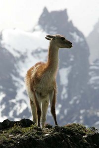 P041-LJ4H3780_guanaco